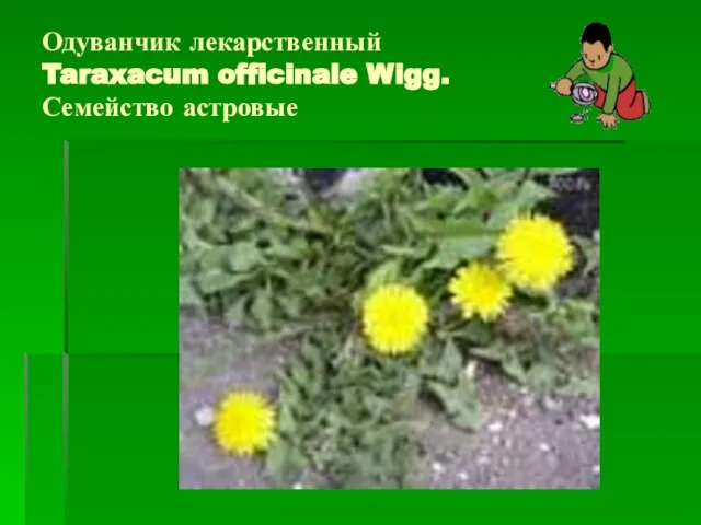 Одуванчик лекарственный Taraxacum officinale Wigg. Семейство астровые