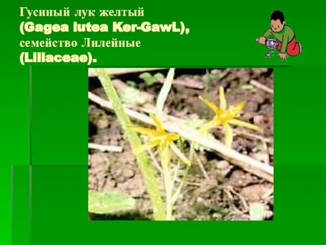 Гусиный лук желтый (Gagea lutea Ker-GawL), семейство Лилейные (Liliaceae).