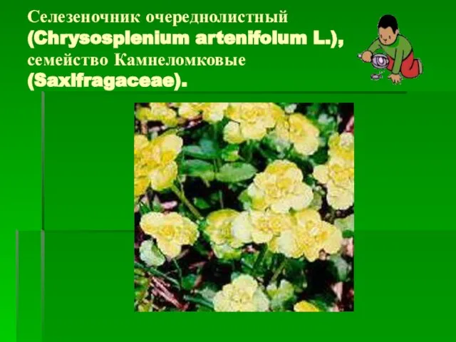 Селезеночник очереднолистный (Chrysosplenium artenifolum L.), семейство Камнеломковые (Saxifragaceae).