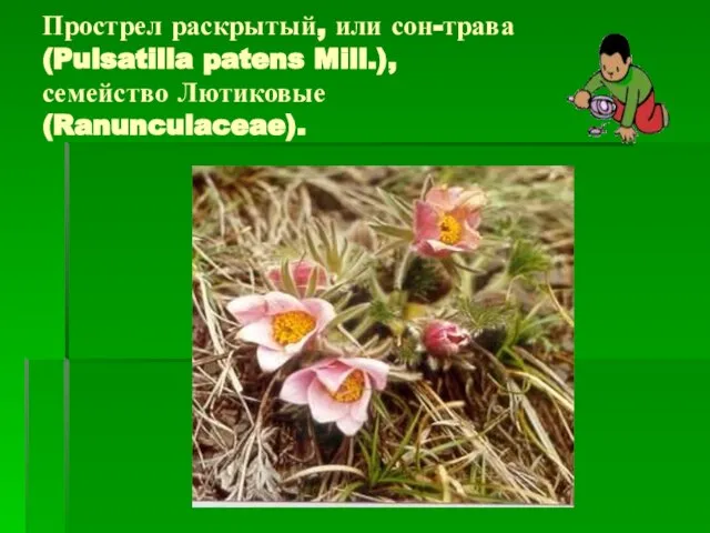 Прострел раскрытый, или сон-трава (Pulsatilla patens Mill.), семейство Лютиковые (Ranunculaceae).