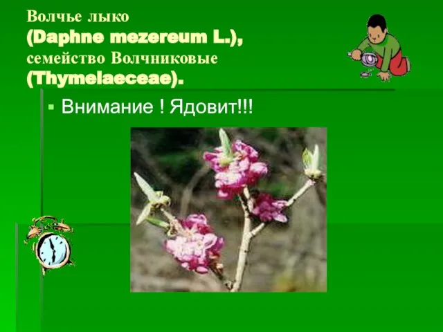 Волчье лыко (Daphne mezereum L.), семейство Волчниковые (Thymelaeceae). Внимание ! Ядовит!!!