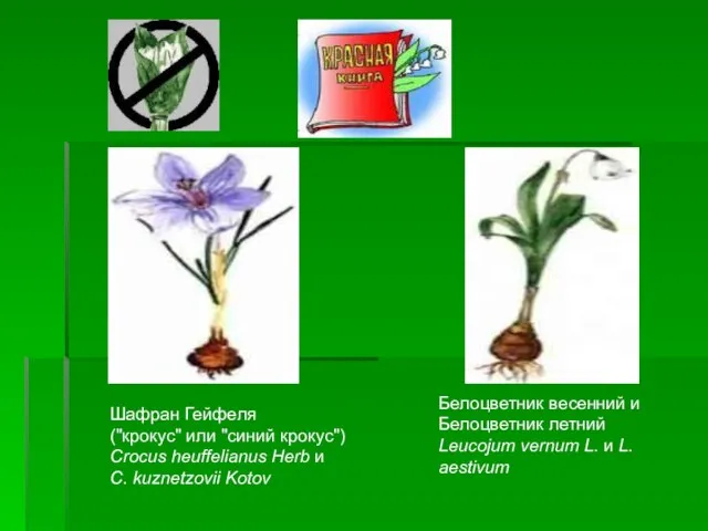 Шафран Гейфеля ("крокус" или "синий крокус") Crocus heuffelianus Herb и C. kuznetzovii