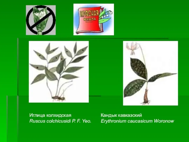 Кандык кавказский Erythronium caucasicum Woronow Иглица колхидская Ruscus colchicusidi P. F. Yeo.