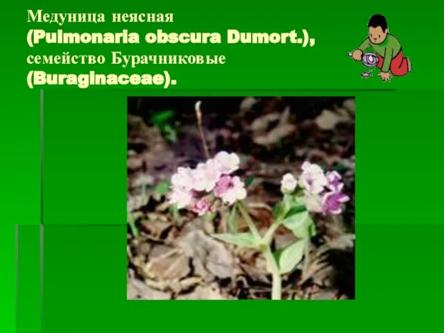 Медуница неясная (Pulmonaria obscura Dumort.), семейство Бурачниковые (Buraginaceae).