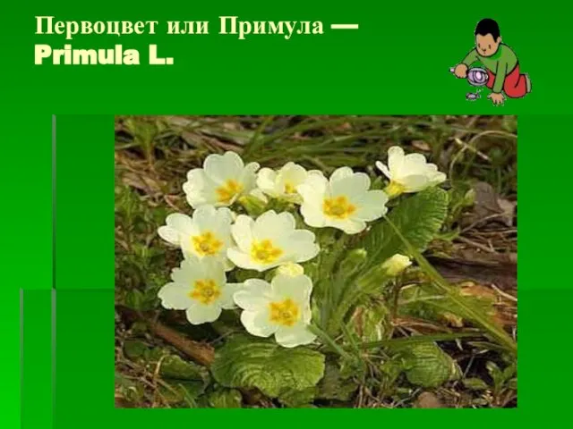 Первоцвет или Примула — Primula L.