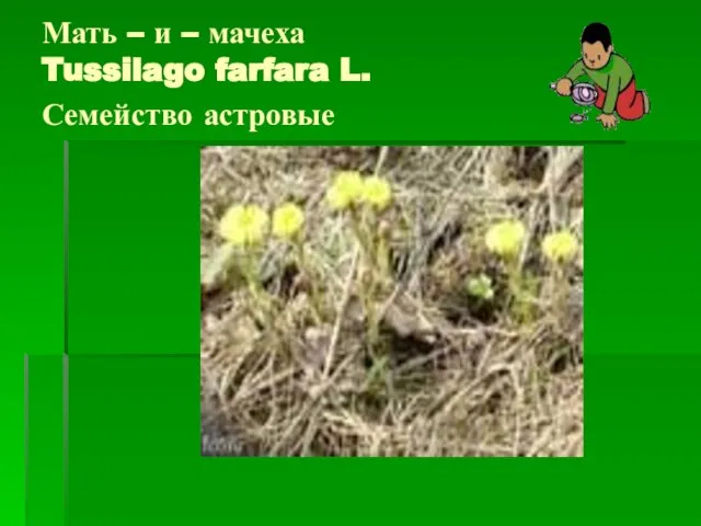 Мать – и – мачеха Tussilago farfara L. Семейство астровые