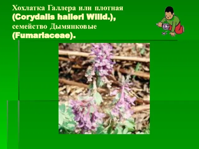 Хохлатка Галлера или плотная (Corydalis halleri Willd.), семейство Дымянковые (Fumariaceae).