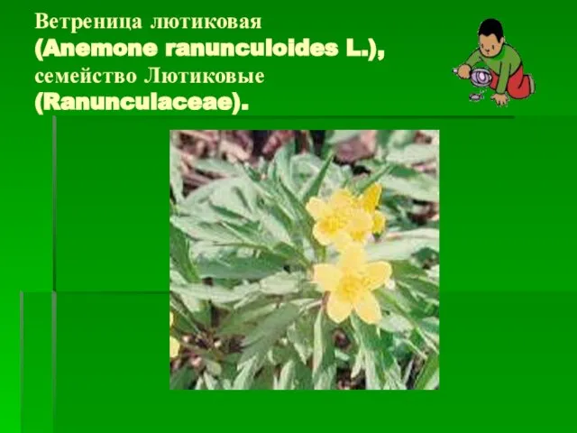 Ветреница лютиковая (Anemone ranunculoides L.), семейство Лютиковые (Ranunculaceae).