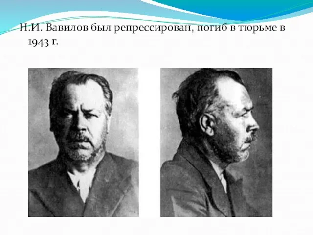 Н.И. Вавилов был репрессирован, погиб в тюрьме в 1943 г.