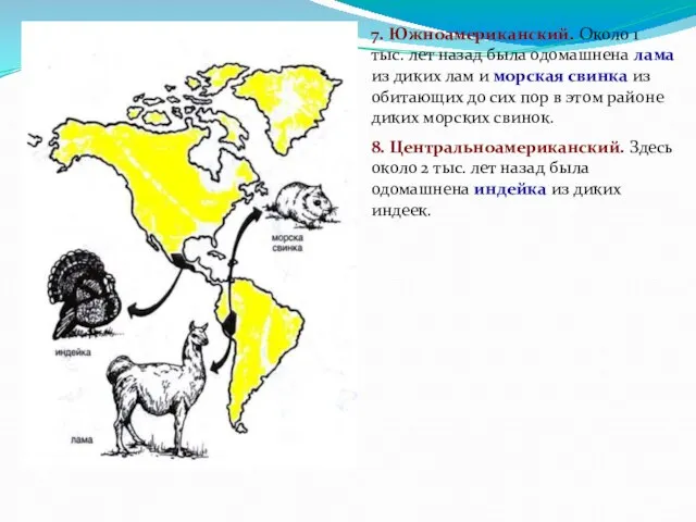 7. Южноамериканский. Около 1 тыс. лет назад была одомашнена лама из диких