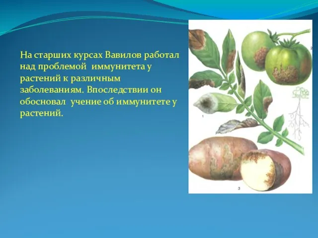 На старших курсах Вавилов работал над проблемой иммунитета у растений к различным