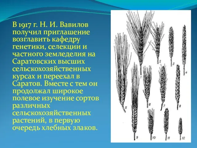 В 1917 г. Н. И. Вавилов получил приглашение возглавить кафедру генетики, селекции