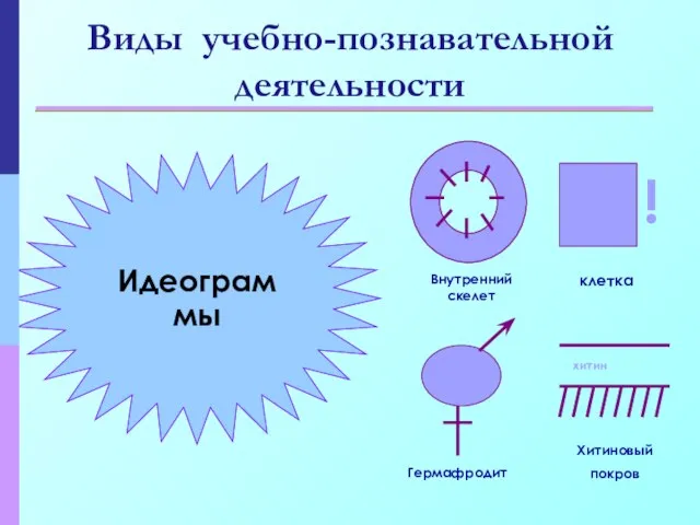 Виды учебно-познавательной деятельности Идеограммы Внутренний скелет клетка Гермафродит Хитиновый покров