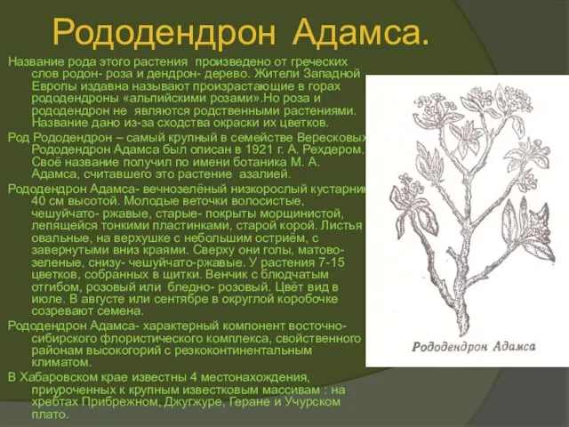 Рододендрон Адамса. Название рода этого растения произведено от греческих слов родон- роза