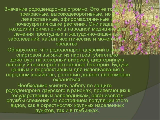 Значение рододендронов огромно. Это не только прекрасные, высокодекоротивные, но и лекарственные, эфиромасляничные