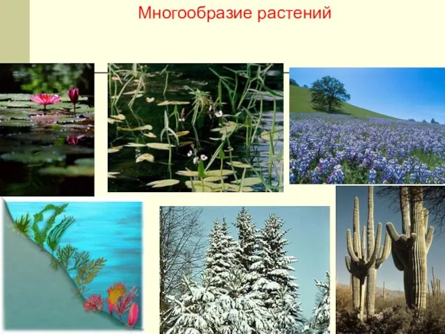 Многообразие растений