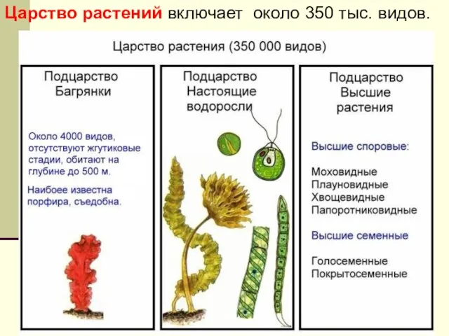 Царство растений включает около 350 тыс. видов.