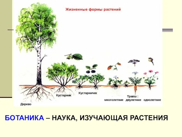 БОТАНИКА – НАУКА, ИЗУЧАЮЩАЯ РАСТЕНИЯ