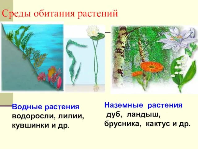 Среды обитания растений Водные растения водоросли, лилии, кувшинки и др. Наземные растения