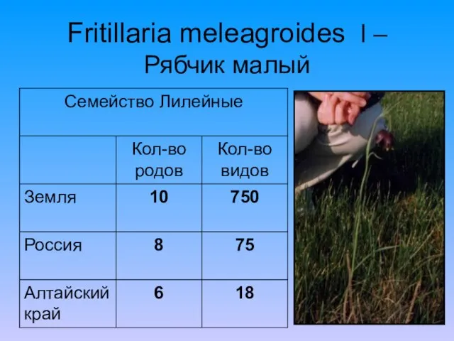 Fritillaria meleagroides l – Рябчик малый