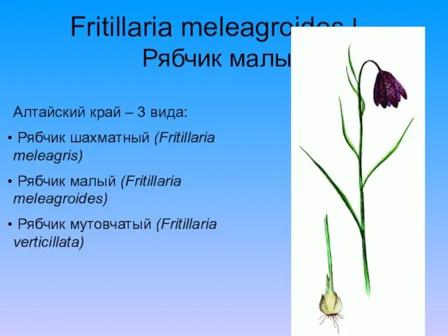 Fritillaria meleagroides l – Рябчик малый Алтайский край – 3 вида: Рябчик