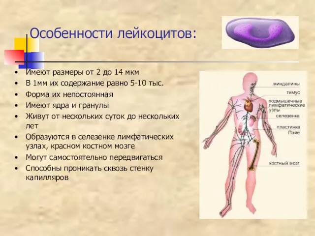 Особенности лейкоцитов: Имеют размеры от 2 до 14 мкм В 1мм их