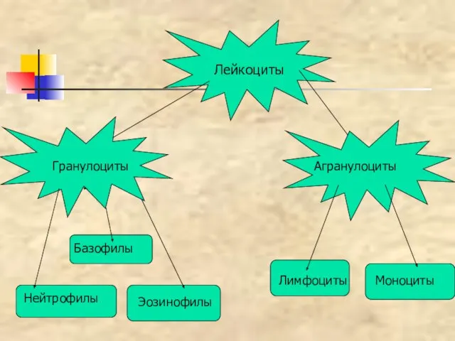 Лейкоциты Гранулоциты Агранулоциты Нейтрофилы Базофилы Эозинофилы Лимфоциты Моноциты