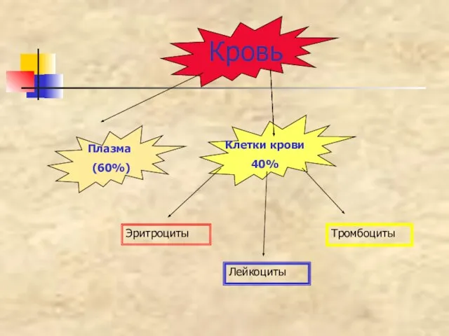 Кровь Плазма (60%) Клетки крови 40% Лейкоциты Тромбоциты Эритроциты