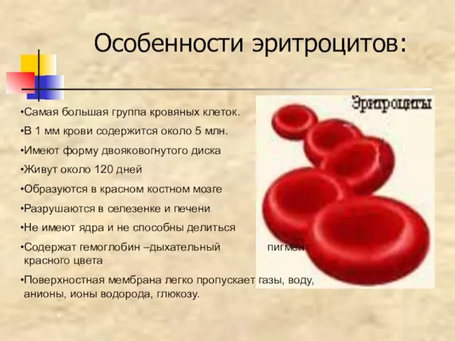 Особенности эритроцитов: Самая большая группа кровяных клеток. В 1 мм крови содержится