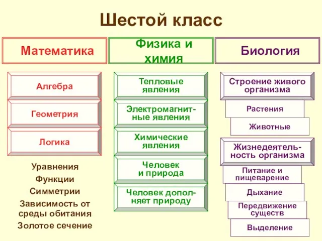 Шестой класс Уравнения Функции Симметрии Зависимость от среды обитания Золотое сечение Математика