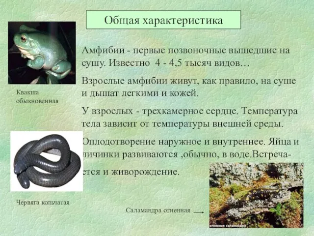 Общая характеристика Амфибии - первые позвоночные вышедшие на сушу. Известно 4 -