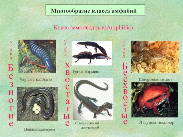 Многообразие класса амфибий Класс земноводные(Amphibia) отряд Безногие Чер вяга кольчатая Цейлонская червяга