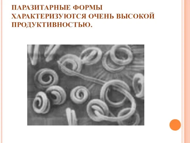 ПАРАЗИТАРНЫЕ ФОРМЫ ХАРАКТЕРИЗУЮТСЯ ОЧЕНЬ ВЫСОКОЙ ПРОДУКТИВНОСТЬЮ.