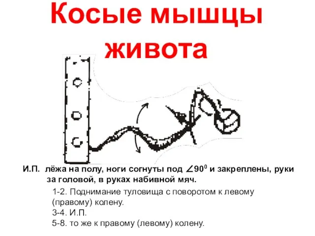 Косые мышцы живота И.П. лёжа на полу, ноги согнуты под ∠900 и