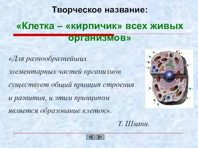 Творческое название: «Клетка – «кирпичик» всех живых организмов» «Для разнообразнейших элементарных частей