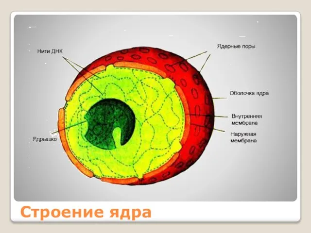 Строение ядра