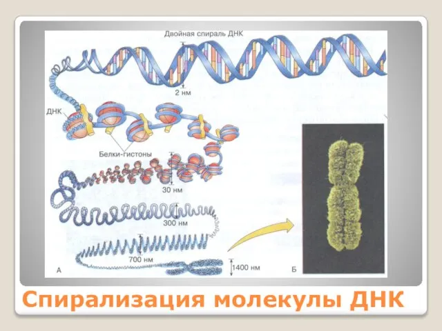 Спирализация молекулы ДНК