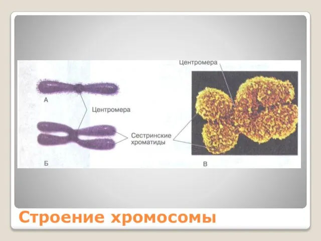 Строение хромосомы