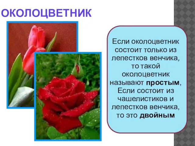 ОКОЛОЦВЕТНИК