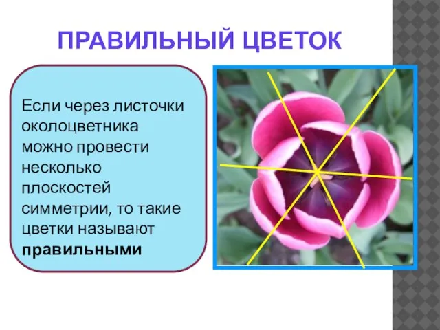 Если через листочки околоцветника можно провести несколько плоскостей симметрии, то такие цветки называют правильными ПРАВИЛЬНЫЙ ЦВЕТОК