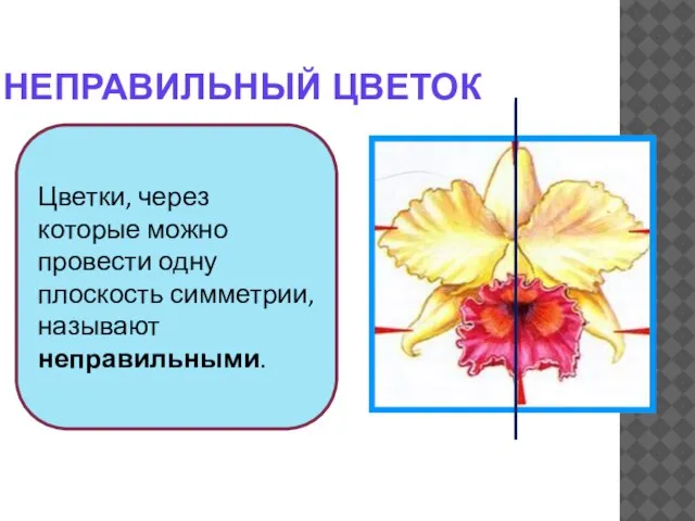 Цветки, через которые можно провести одну плоскость симметрии, называют неправильными. НЕПРАВИЛЬНЫЙ ЦВЕТОК