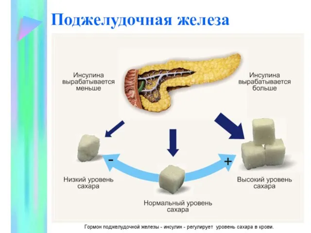 Поджелудочная железа