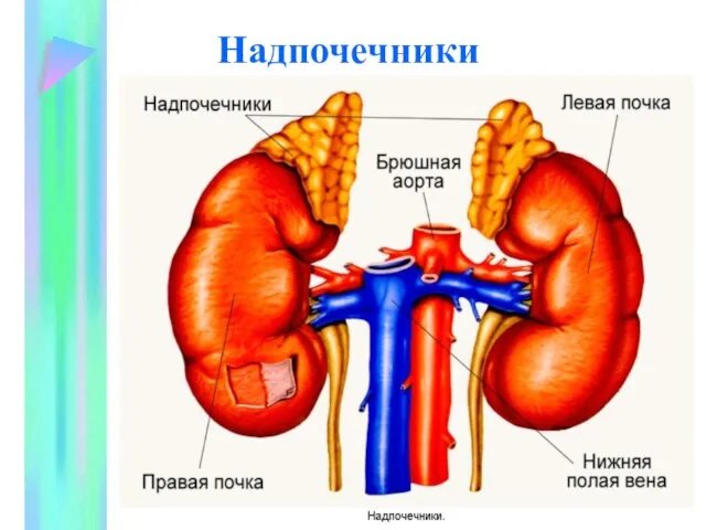 Надпочечники