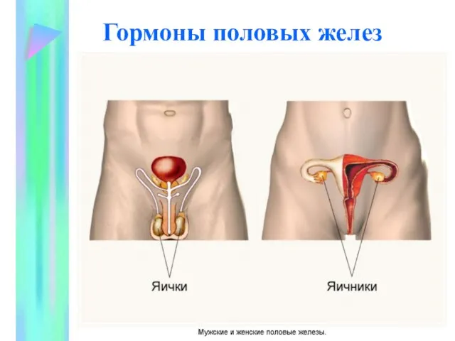 Гормоны половых желез