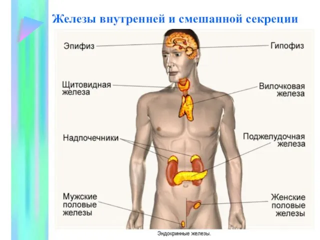 Железы внутренней и смешанной секреции