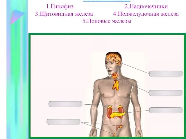 ТРЕНАЖЁР 1.Гипофиз 2.Надпочечники 3.Щитовидная железа 4.Поджелудочная железа 5.Половые железы