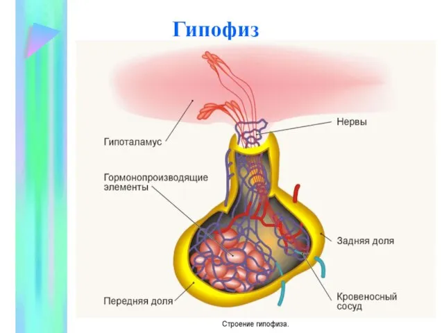 Гипофиз