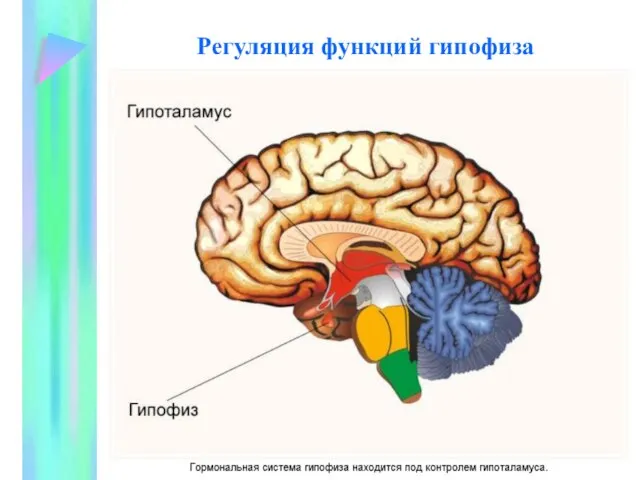 Регуляция функций гипофиза