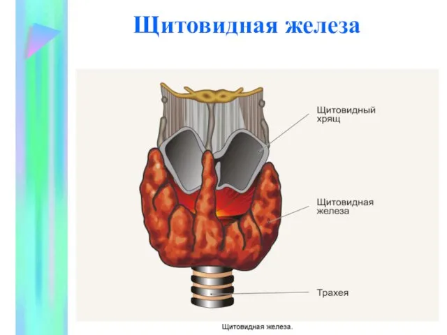 Щитовидная железа