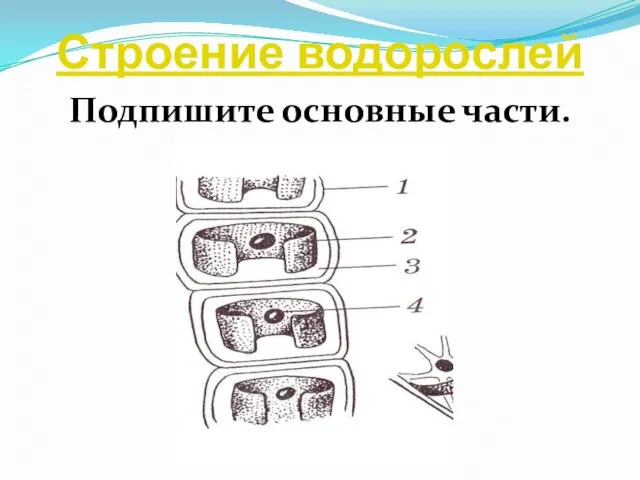 Строение водорослей Подпишите основные части.